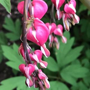 Meet your Posher, Jodie